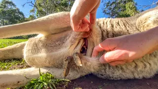 Go Inside a Kangaroo Pouch -  Baby Kangaroo 🦘