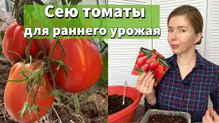 КОГДА СЕЯТЬ ТОМАТЫ. ПРОВЕРЕННЫЕ СПОСОБЫ ПОСЕВА ТОМАТОВ