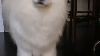 Samoyed  Talking