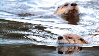 An Otter Mom Guides Her Pups Across Snowy Terrain