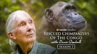 The Snake Test  | Rescued Chimpanzees Of The Congo