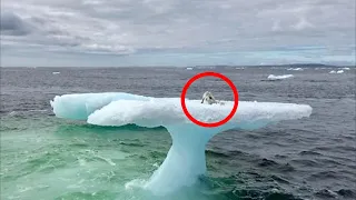 Рыбаки увидели нечто странное на айсберге , приблизившись они не поверили глазам