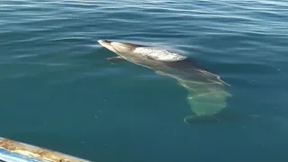 Balaclava black sea dolphins