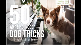 Border Collie Jimmy and 50 indoor dog tricks ♥ :: #StayTheF**kHome