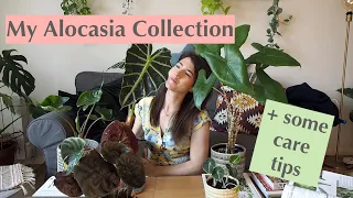 My Alocasia collection + some care tips