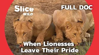 Lionesses Leave Their Pride in Search of a New Family | SLICE WILD | FULL DOCUMENTARY