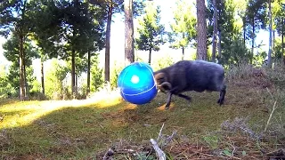 Angry Ram in the forest with his giant tetherball