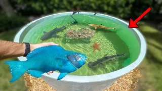 My Backyard Saltwater Pond Got a New Rare Fish... (what is it?)