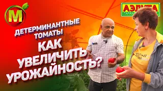 Детерминантные томаты: как увеличить урожайность? Обзор томата САЛТАН F1.