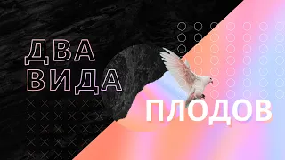 Два вида плодов | 23.05.2021 10:00