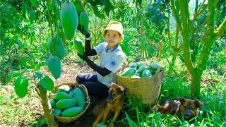 Harvesting Mangoes Goes To Market Sell - Make Mango Salt and Chili Shake, Farm, Garden | Tieu Lien