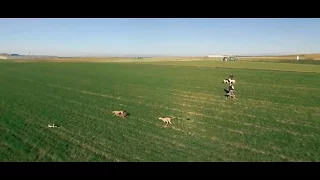 Carrera de galgos y liebre visto desde el dron