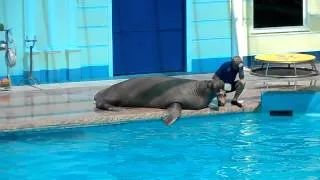 Дельфинарий в Небуге(Туапсе) июль 2012