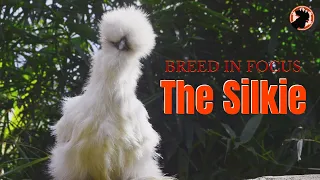 The Silkie Chicken | Appearance, Personality, and Management | Breed in Focus