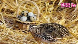 Common Quail. Bird sounds from summer meadow || 955 tv