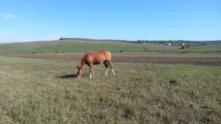 2015 10 02 06 Нові Кривотули Тлумацького району