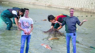 Modern Koi Blog #4450 - Welchen Einfluss hat die Karbonathärte auf die Kiemengesundheit