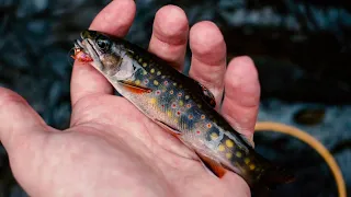 Tenkara Fly Fishing For Wild Brook Trout Deep In The Mountains