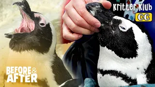 Bullied Penguin Can't Eat Due To Scars | Before & After Makeover Ep 60