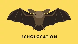 Echolocation