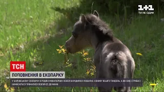 Новини України: у харківському екопарку народився мініатюрний коник