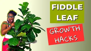 The SECRETS To Happy Fiddle Leaf Fig Plants