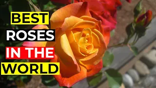 Best Roses in the World I Beautiful Roses I Roses I Beauty of Nature I Amazing Knowledge Factory