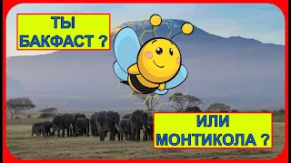 📕 Про гибрид пчёл Бакфаст, Монтикола и Сахаренсис 📕