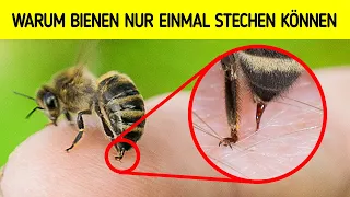 Warum Bienen nicht überleben, nachdem sie Sie gestochen haben (und andere Tierfakten)