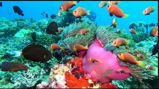 RELAX WITH FISH IN THE INDIAN OCEAN