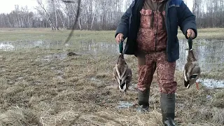 25.04.2021. Охота на селезня с подсадной.  В Омской области.