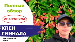 Клен Гиннала (Ginnala). Обзор от Агронома Егорьевского питомника