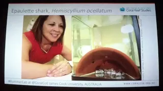 A Tail of Two Sharks: Dr. Jodie Rummer, James Cook University