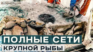 Полные сети крупной рыбы в Кодавере на Чудском озере