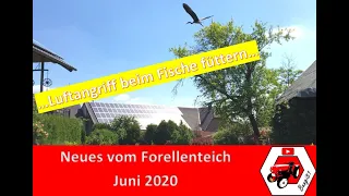 🐟Neues vom Forellenteich - Juni 2020 🐟 | der Fischreiher hat keine Chance mehr!