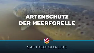 Artenschutz: Bestand der Meerforelle in Schleswig-Holstein wird gestärkt