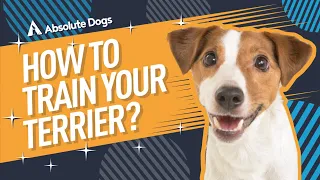 How to Train Your Terrier