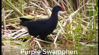 Purple Swamphen @ Vila Real de Santo Antonio Portugal @birdingnorthdevon