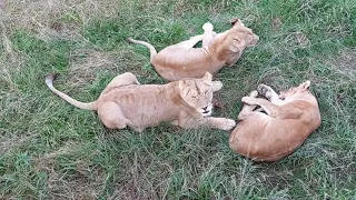 Ни что не предвещало и вдруг...Все в шоке.Ошибка в расчётах.Львица рожает.Парк львов Абхазия 10.2021