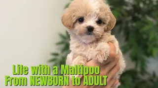 CUTEST PUPPY TRANSFORMATION🤯1 WEEK old to ADULT Fully Grown Maltipoo!Cute Puppy Videos Compilation🐾🐶