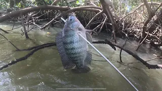 Pesca sub no mangue de vitória incrível aonde esse peixe foi aparecer