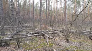 В лесах Пущи-Водицы массовое падение сухих деревьев.