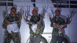 ELEVATED WYOMING PACK GOAT MULE DEER HUNT