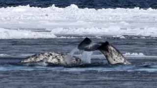 Arctic Bylot Island Floe Edge Day 3 Whales Nunavut Canada