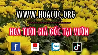 Vựa Hoa Cúc Đà Lạt giá sỉ tại vườn