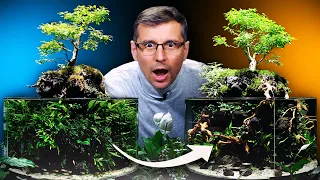 Giving a New Look to the DIY Bonsai Tree Planted Aquarium