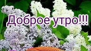 Тёплого солнечного настроения...С Добрым утром 💖🌝