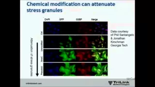 Optimizing mRNA for Gene Therapy Applications: Evaluation of Novel Nucleotide Modifications