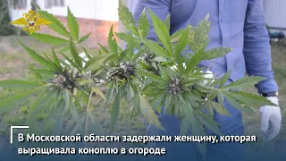 В Московской области задержали женщину, которая выращивала коноплю в огороде