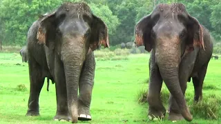 The largest wild elephant in Kaudulla National Park | カウドゥラ国立公園最大のゾウ | Elephant | Animals | Wildlife